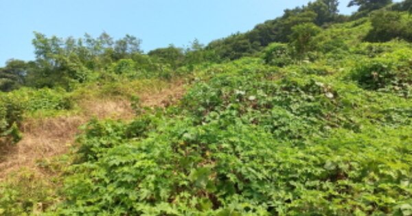 경상남도 거제시 장목면 시방리 OOO 임야 경매 물건 이미지