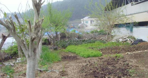 전라남도 완도군 약산면 득암리 OOOOO O OOO 단독주택 경매 물건 이미지