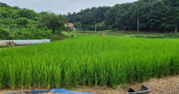 전라남도 나주시 봉황면 철천리 OOO 답 경매 물건 이미지