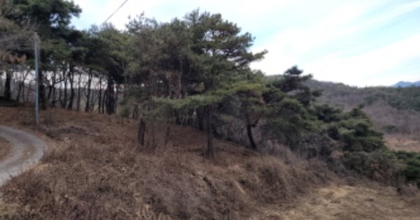 경상북도 청도군 청도읍 원정리 OOOOOO 임야 경매 물건 이미지