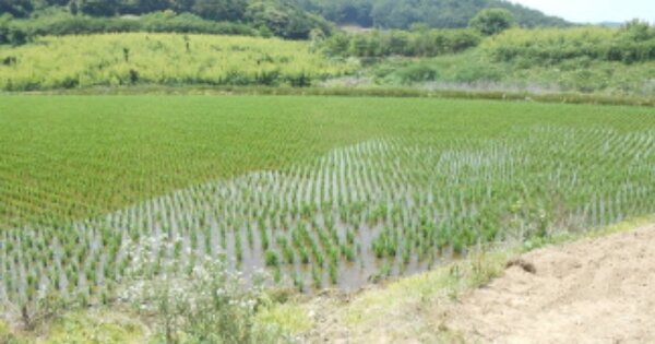세종특별자치시 전동면 송성리 OOO 답 경매 물건 이미지