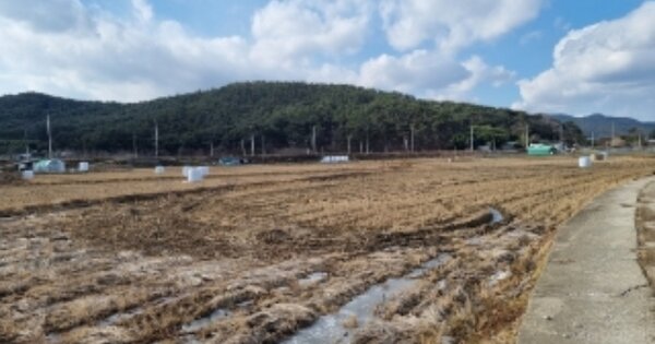 경상북도 경주시 도지동 OOO 답 경매 물건 이미지