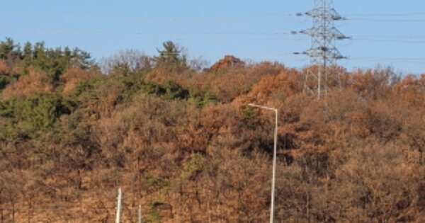 경상북도 고령군 성산면 기산리 OOO 임야 경매 물건 이미지