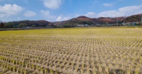 전라북도 군산시 개정동 OOOOO 답 경매 물건 이미지
