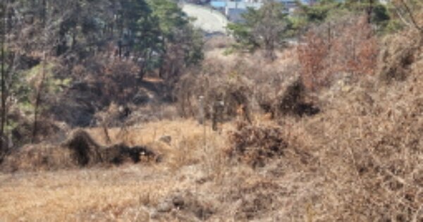 경상북도 고령군 다산면 송곡리 OOO 임야 경매 물건 이미지