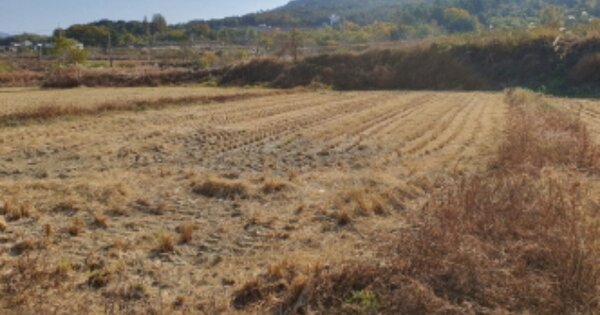 전라남도 장흥군 장흥읍 평화리 OOOOO 답 경매 물건 이미지