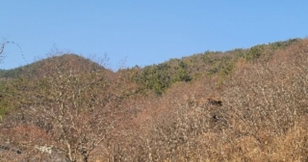 경상남도 통영시 산양읍 신전리 OOOO 임야 경매 물건 이미지
