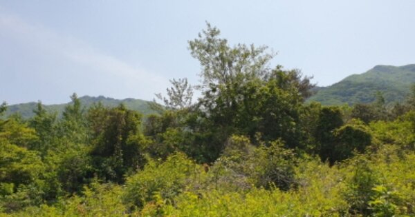 경상남도 합천군 가야면 대전리 OOO 전 경매 물건 이미지