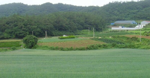 전라남도 진도군 임회면 명슬리 OO O OOO 전 경매 물건 이미지