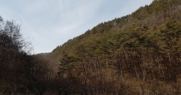 경상북도 청송군 파천면 신흥리 OOO 임야 경매 물건 이미지
