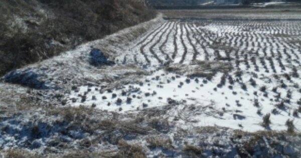 충청남도 서산시 고북면 기포리 OOOOO 답 경매 물건 이미지