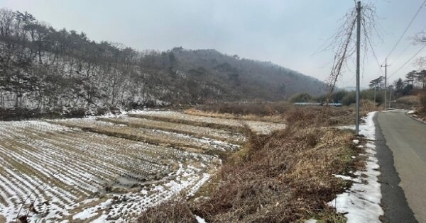 전라남도 영암군 금정면 세류리 OOO 답 경매 물건 이미지