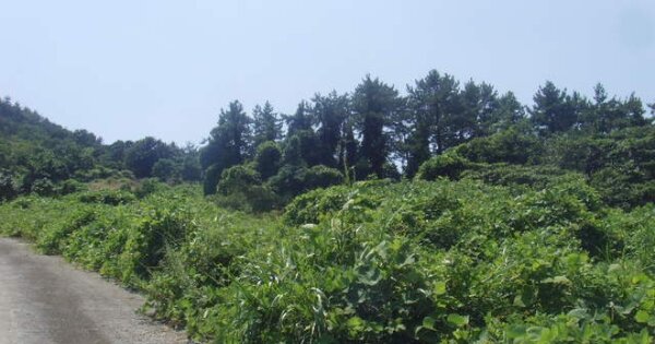 전라남도 완도군 신지면 송곡리 OO 전 경매 물건 이미지