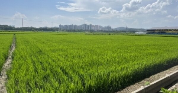 충청북도 청주시 청원구 오창읍 도암리 OOO O OOO 답 경매 물건 이미지