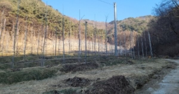 경상북도 봉화군 물야면 개단리 OOOOO 과수원 경매 물건 이미지