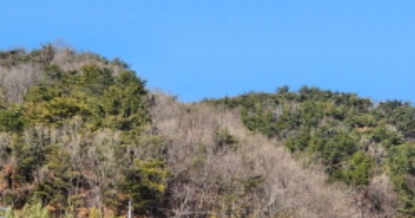 울산광역시 북구 정자동 OOOOO 임야 경매 물건 이미지