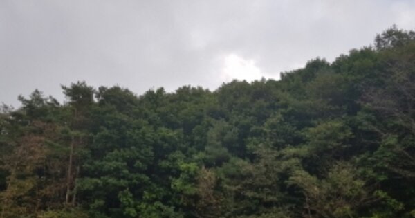 경상북도 봉화군 법전면 법전리 OOOOO O OOO 임야 경매 물건 이미지