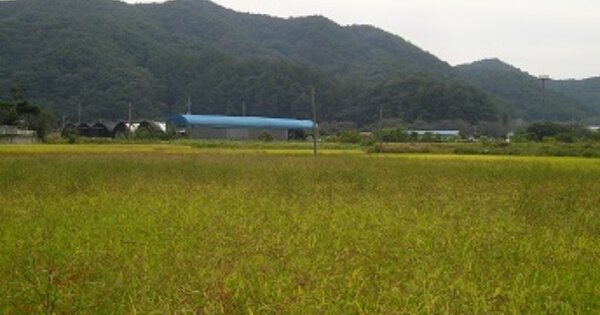 충청남도 청양군 대치면 주정리 OOOOO 답 경매 물건 이미지