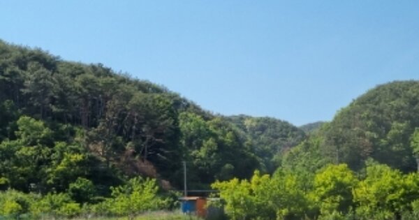 경상북도 경주시 문무대왕면 구길리 OOOO 임야 경매 물건 이미지