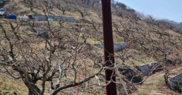 경상남도 창원시 의창구 북면 외산리 OOOOO 과수원 경매 물건 이미지