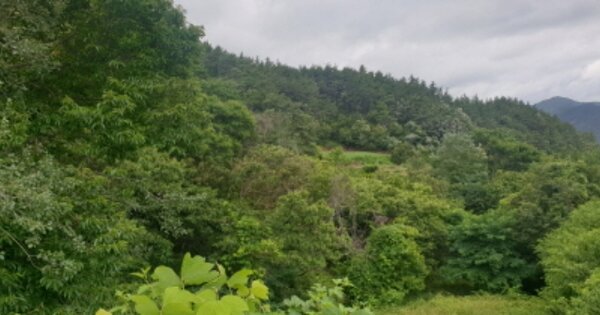 전라남도 순천시 송광면 신평리 OOOOO 임야 경매 물건 이미지