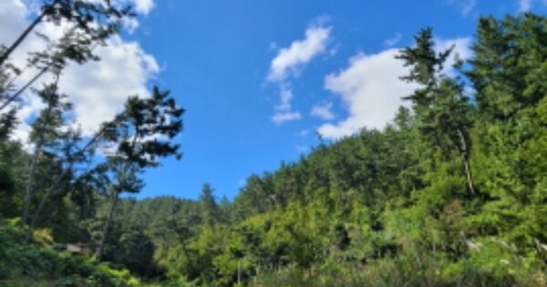 경상북도 포항시 북구 용흥동 OOOOOOO 임야 경매 물건 이미지