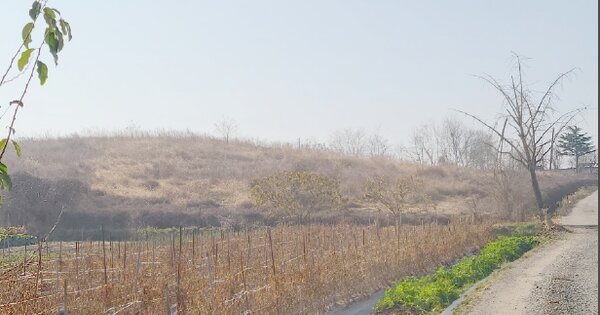 충청남도 예산군 삽교읍 신가리 OOOOO O OOO 과수원 경매 물건 이미지