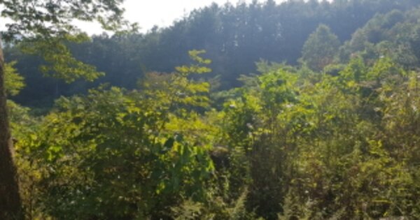 경기도 포천시 영북면 산정리 OOOOOO 전 경매 물건 이미지