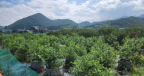 경상남도 양산시 용당동 OOOOO O OOO 답 경매 물건 이미지