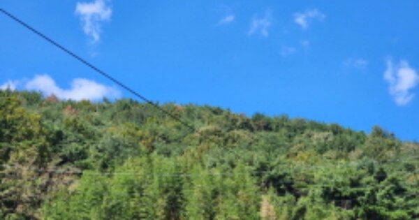 경상남도 양산시 원동면 화제리 OOOO 임야 경매 물건 이미지