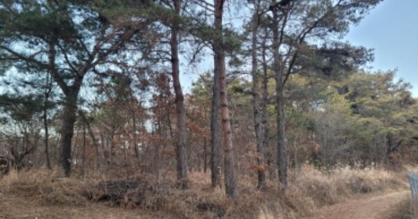 대구광역시 북구 동호동 OOO 임야 경매 물건 이미지