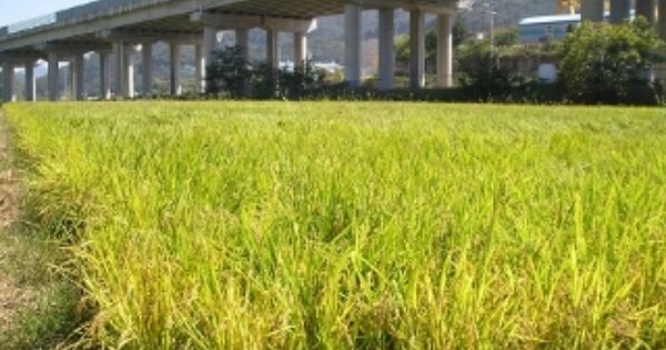 충청남도 공주시 우성면 보흥리 OOOOO 답 경매 물건 이미지