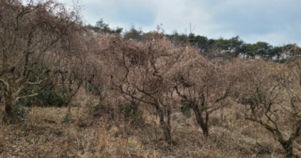 전라남도 나주시 다시면 회진리 OOOOO 전 경매 물건 이미지