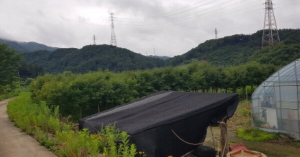 경기도 포천시 신북면 금동리 OOO O OOO 답 경매 물건 이미지