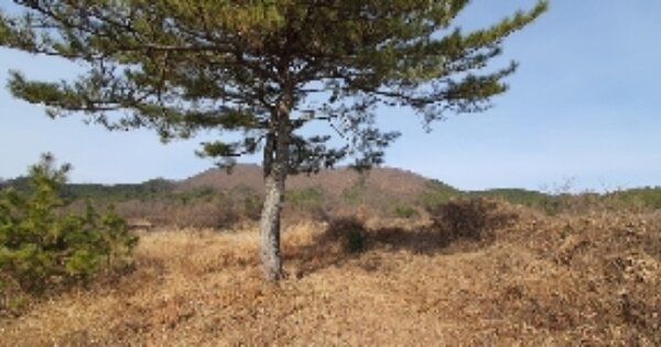 경상남도 함안군 가야읍 사내리 OOO 전 경매 물건 이미지