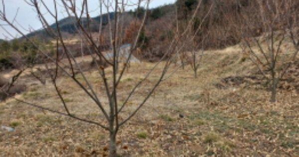 경상남도 하동군 횡천면 전대리 OOO 묘지 경매 물건 이미지