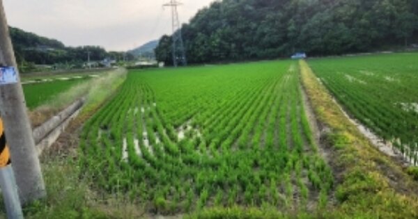 경상북도 안동시 풍산읍 괴정리 OOO O OOO 답 경매 물건 이미지