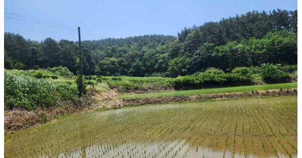 충청남도 서천군 마서면 어리 OOOOO O OOO 답 경매 물건 이미지