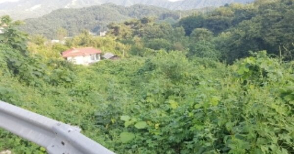강원특별자치도 양구군 양구읍 공리 OOOOO 답 경매 물건 이미지