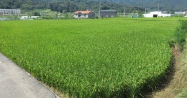 충청북도 증평군 도안면 광덕리 OOOOO 답 경매 물건 이미지