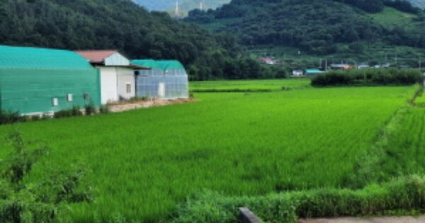경상북도 청도군 각남면 칠성리 OOOOO 답 경매 물건 이미지