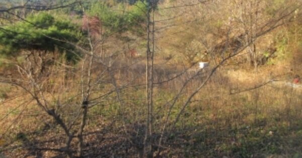 충청북도 괴산군 장연면 장암리 OOOO 임야 경매 물건 이미지