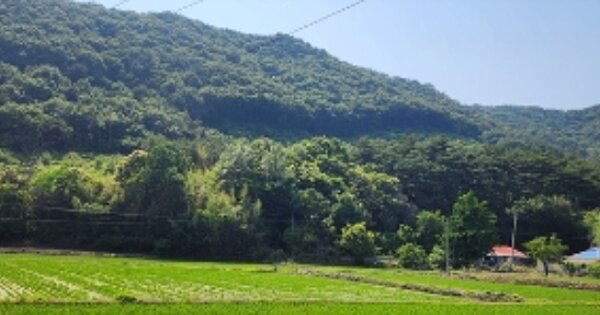 충청남도 서천군 판교면 상좌리 OOOOO 임야 경매 물건 이미지