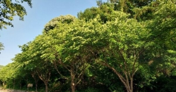 충청남도 청양군 장평면 적곡리 OOO 임야 경매 물건 이미지
