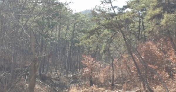 전라북도 남원시 금지면 방촌리 OOO 임야 경매 물건 이미지
