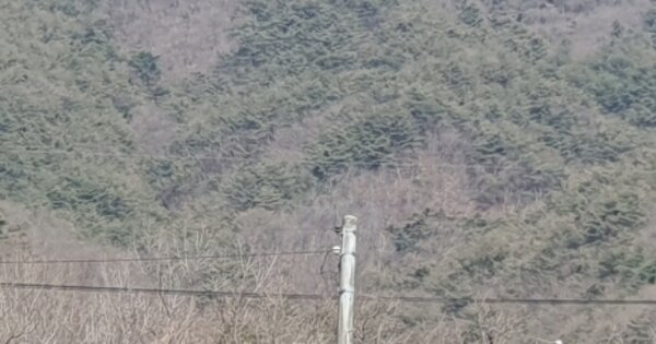 경상북도 성주군 벽진면 용암리 OOOO 임야 경매 물건 이미지