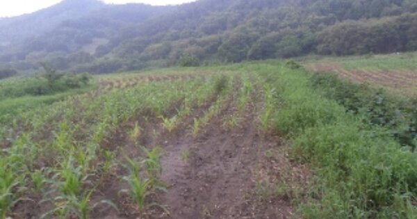 전라북도 완주군 비봉면 백도리 OOOO 답 경매 물건 이미지