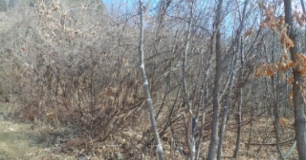 강원도 춘천시 남산면 백양리 OOO 임야 경매 물건 이미지