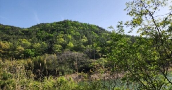 전라남도 보성군 득량면 도촌리 OOOOOO 임야 경매 물건 이미지