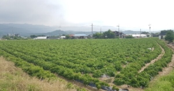 강원도 춘천시 서면 신매리 OOO O OOO 답 경매 물건 이미지